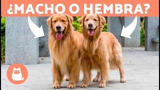 Diferencias entre GOLDEN RETRIEVER Macho y Hembra 🐶 ¿Cuál Elegir [upl. by Hsiwhem]