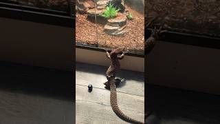 Ackie monitor returning home ackiemonitor shortsfeed pets freeroam [upl. by Ettennad411]