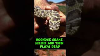 Hognose Snake Hisses and then plays dead [upl. by Elocyn]