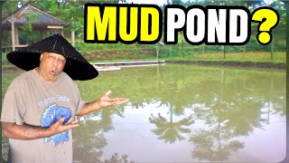 Are MUD PONDS Healthy for Koi Fish [upl. by Walston]