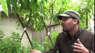 Erik Ohlsens Suburban Permaculture Garden Tour [upl. by Grey931]