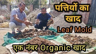 Easy Way to Make Leaf Mold Compost At Home  पत्तियों का खाद  Leaf Mold for Organic Gardening [upl. by Franchot]