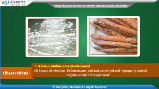 Study and identification of common disease causing organisms Part1 [upl. by Ansell]