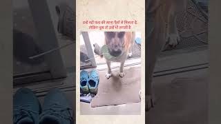 Ghar ke bahar aaye to inhe khana de diya karo tushardalvi mehervij animals asmr cow struggle [upl. by Anh420]