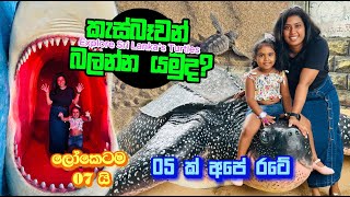 කැස්බෑවන් බලන්න යමුද  Explore Sri Lanka’s Turtles I Ushanis Diary  Kosgoda  Srilanka [upl. by Esile631]