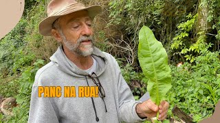 Procurando PANC com o Chico Abelha  Comida pra todo lado [upl. by Yeoj]