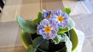 New Plant  Primula Blue Zebra [upl. by Mauer]