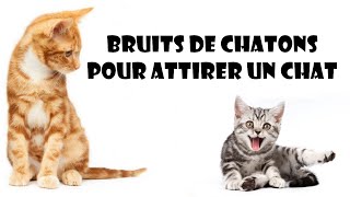 Bruits de chatons pour attirer un chat [upl. by Htebsle]