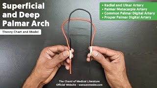 Superficial and Deep Palmar Arch  22  Upper Limb Anatomy  TCML [upl. by Eeclehc]