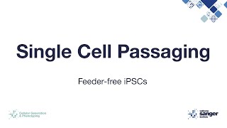 Single Cell Passaging of iPSCs [upl. by Marne]