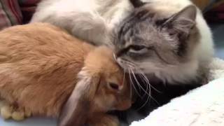 My Ragdoll cat washing my mini lop rabbit [upl. by Nayt298]