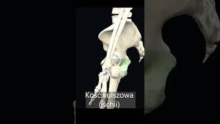 Kość kulszowa ischii uczymy razem shorts anatomia medycyna 3d [upl. by Yuk341]