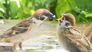 日本のすずめ Japanese sparrow Moineau japonais 延岡ブロンズ [upl. by Frohman]