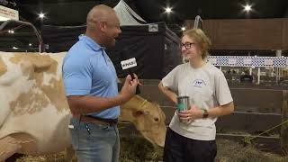 Exhibitor explains how to prepare your cows for the Kentucky State Fair [upl. by Eecal]