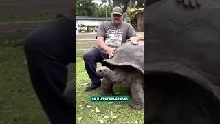 You Might Not Know This About Tortoises [upl. by Orbadiah717]