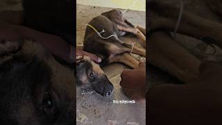 Parvovirus treatment in puppy 🐶👍🤝doglover strayanimals dogs parvovirus [upl. by Nuawed]