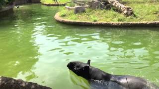 Tapirs swimming [upl. by Bael]