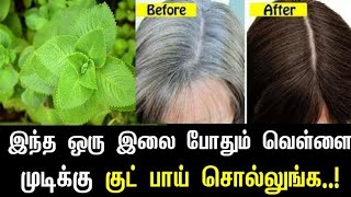 இந்த ஒரு இலை போதும் நரை முடிக்கு குட் பாய் 💯  Omavalli Hair Dye Home Remadi  Shiva Food Factory [upl. by Romilly148]