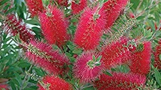 How to take care of bottlebrush tree [upl. by Oknuj]