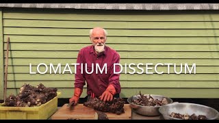 How to Process Lomatium Dissectum Root with Michael Pilarski quotSkeeterquot [upl. by Novick649]