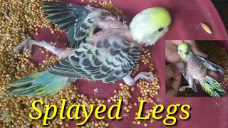 Splayed legs Parakeet How to fix [upl. by Twila]