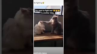 Easy bro try harder fighting fight viral fyp cat lovecat catlover [upl. by Buddie462]