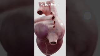 Human HeartCBSEquick revision EasyBioshots [upl. by Layman]