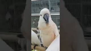 Talking Macaw Parrot viralshort trendingshorts youtubeshorts [upl. by Letreece948]