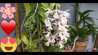 👉MI ORQUIDEA DENDROBIUM APHYLLUM ESPECIE🌸BELLAS FLORES🌸INFLORESCENCIA 👈 [upl. by Guyer984]