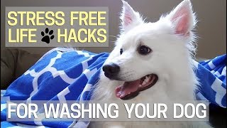 How to Wash Your Dog without the Stress 🐶Best Tricks I Found [upl. by Bunce]