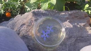 How to make Borage Herb Tinctures [upl. by Airyk]