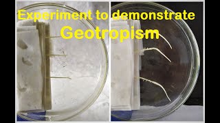 Geotropism experiment [upl. by Kerek]