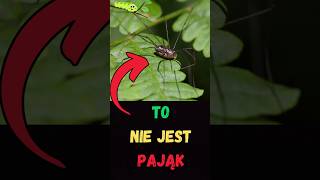 🕷️ Kosarz Pospolity  Czy To Pająk 🕸️ Odpowiadamy 🌿 [upl. by Odraccir]