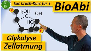 Glykolyse detailliert NEU  Zellatmung vertiefend  Vorbereitung auf das Biologie Abitur [upl. by Laroc27]