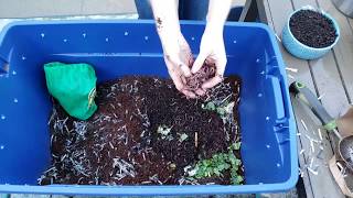 Vermicomposting 101 How to Create amp Maintain a Simple Worm Bin [upl. by Annabel225]