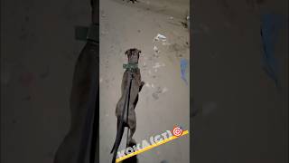 Apbt KokaGT viral shorts apbt pitbull fighter youtubeshorts [upl. by Ameerahs]