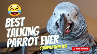 Best Talking Parrot Compilation 3  Gizmo the Grey Bird [upl. by Noelle]