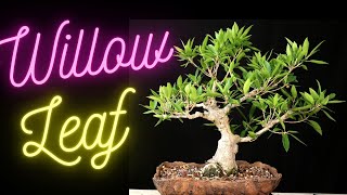 Willow Leaf Ficus Bonsai Tree Ficus Salicifolia Update on all 4 trees [upl. by Airyk]