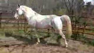 Tennessee Walking Horse For Sale [upl. by Beaudoin]