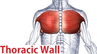 Muscles of the Thoracic Wall  Chest Muscles Anatomy [upl. by Noy716]