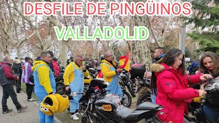 La concentración de los pingüinos  2024  en Valladolid  el desfile de pingüinos 2024 [upl. by Akiemahs]