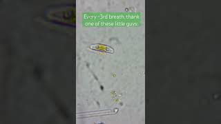 A diatom just doing fascinating things [upl. by Barker]