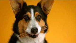 Pedigree Dentastix Doggie dentures Ads of the Worldflv [upl. by Einnos]