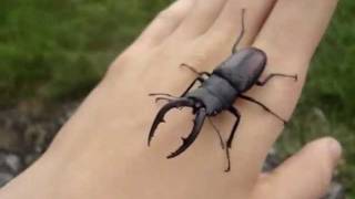 Prosopocoilus inclinatus  Stag Beetle  Hirschkäfer [upl. by Schechter130]