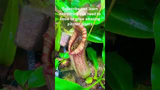 Learn everything you need to know to grow amazing pitcher plants shorts [upl. by Rusticus]