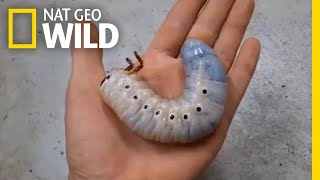 Watch a Hercules Beetle Metamorphose Before Your Eyes  Nat Geo Wild [upl. by Jenette]