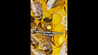 How do BEES CREATE BEESWAX facts shorts [upl. by Joy]