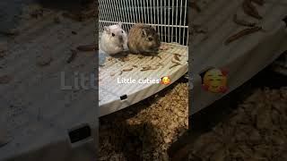 My little gerbils enjoying a snack 🥰 [upl. by Einnej]