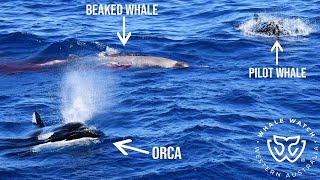 Rare Sighting as Pilot Whales Interrupt Orca Hunt of a Straptoothed Beaked Whale [upl. by Bailar135]