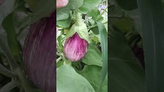 Aubergines les 3 sortes quil faut avoir au jardin 🍆 [upl. by Bloem]